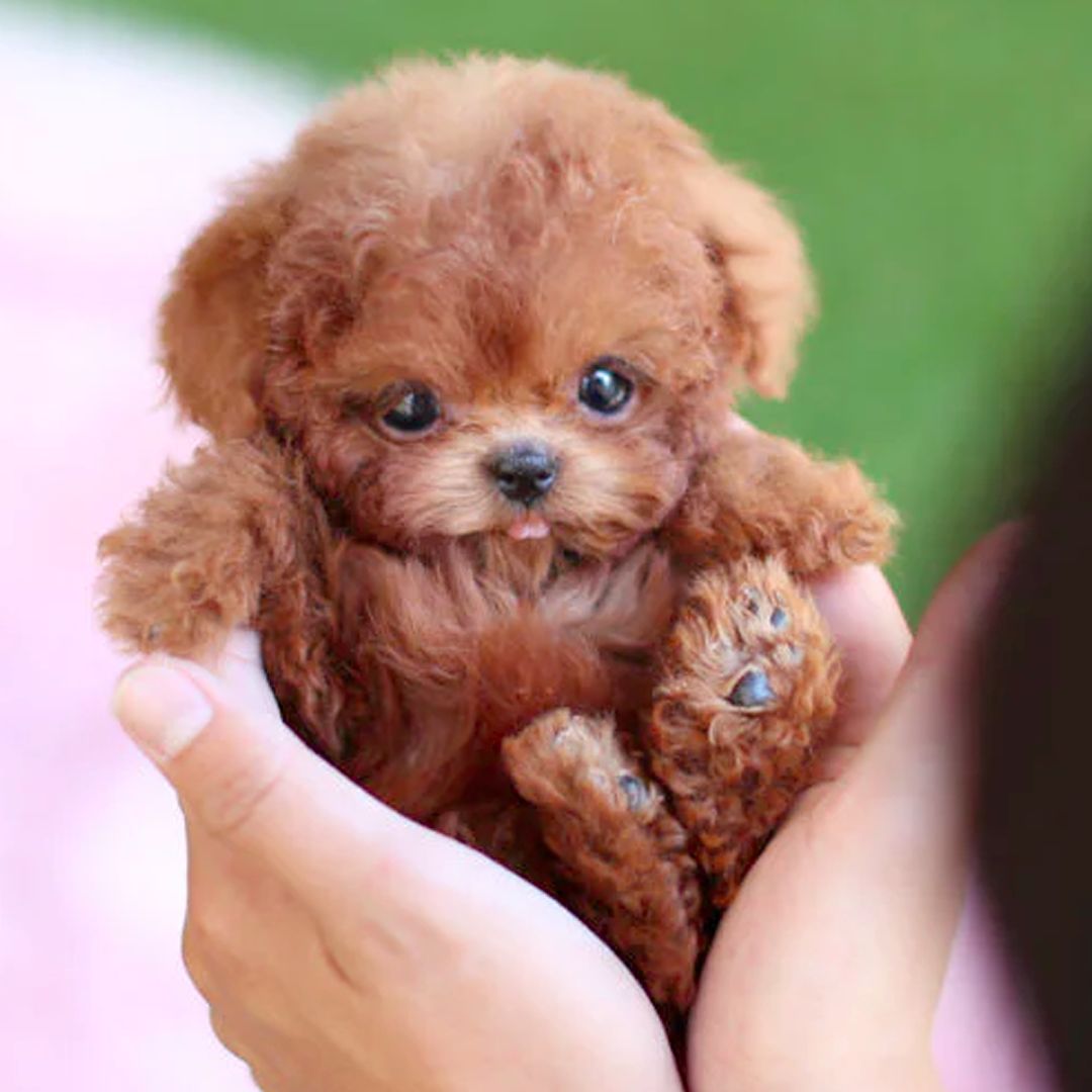 Electronic Plush Robot Dog Walking Barking Interactive Toy