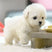 Electronic Plush Robot Dog Walking Barking Interactive Toy - Image 4